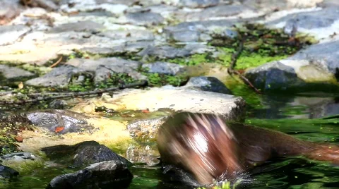 River otter Stock Footage 748110