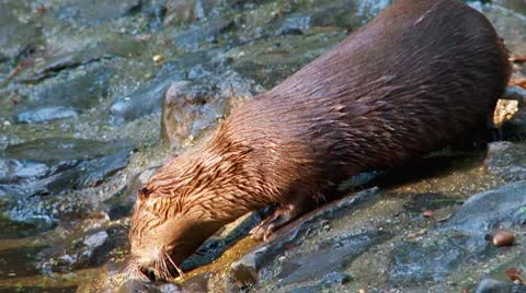 River otter Stock Footage 8968540