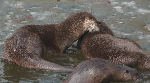 River otter Stock Footage 10798228