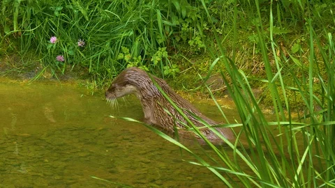 River otter Stock Footage 109581371
