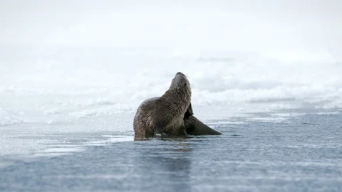 River Otter Stock Footage 167244875