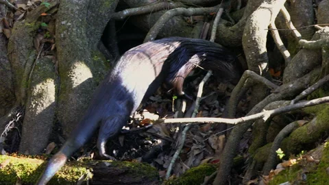 RIVER OTTER Stock Footage 230048418