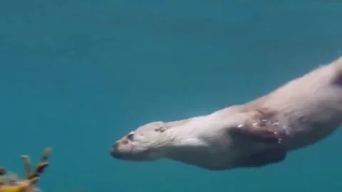 River Otter Stockbeeldmateriaal 339278085