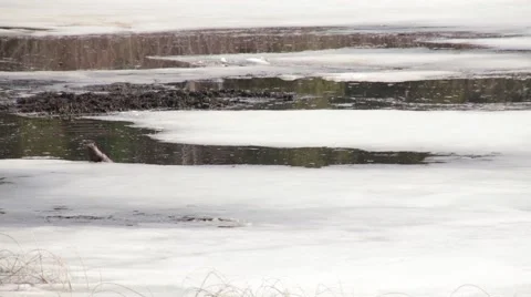 River otter on ice Stock Footage 40461770