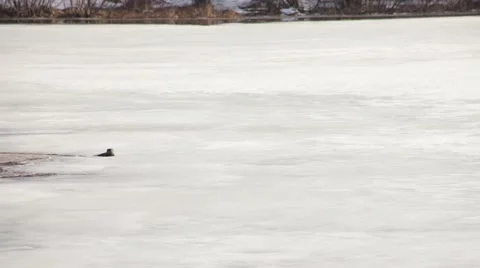River otter on ice Stock Footage 40461789