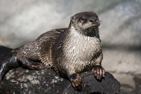 River Otter on a log Stock Photos
