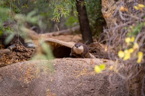 River Otter looking at camera Stock Photos