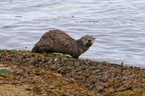 River Otter Looking Stock Photos