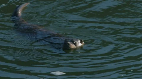 River Otter Looks at Camera and Dives Down (Eurasian) Stock Footage 83201020