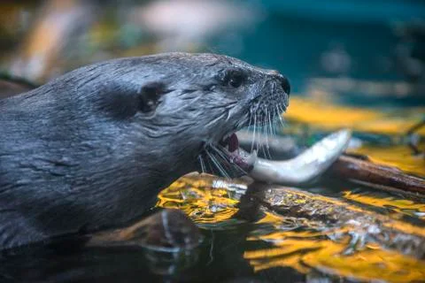 River otter Stock Photos