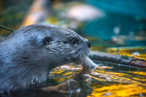 River otter Stock Photos
