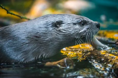 River otter Stock Photos