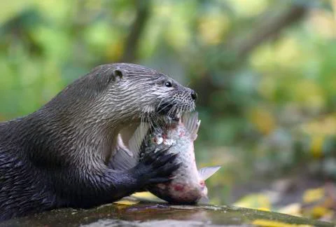 River otter Stock Photos