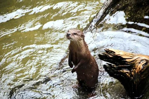River otter Stock Photos
