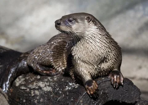 River Otter Stock Photos