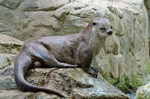 River otter Stock Photos