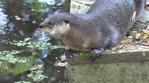 River otter portrait. 4K Stock Footage 97249547