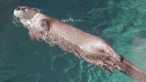 River Otter Rolling in the Water Stock Footage 105650604