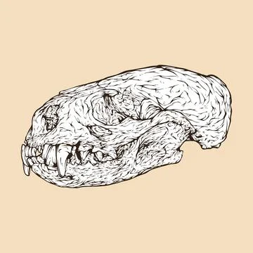 River otter skull head vector illustration Stock Illustration