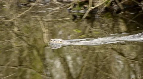 River Otter Swimming and Diving with Reflections Stock Footage