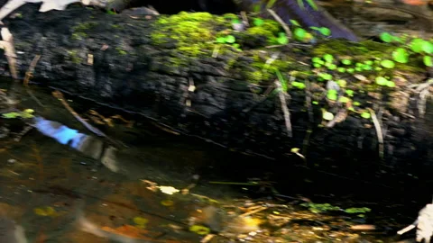 RIVER OTTER SWIMMING Stock Footage 230048226