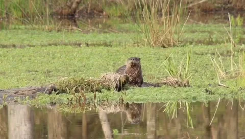 River Otter Takes A Dive 스톡 동영상 146277654