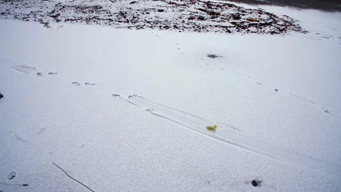 River otter tracks, slide marks on snow on river, 4k Stock Footage 296135646