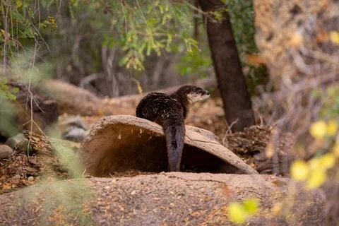 River Otter turned to camera Stock Photos