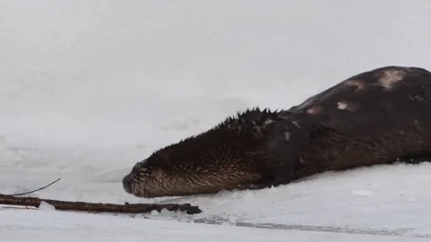 River otter in the wild 動画素材 150981972