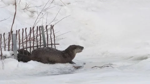 River otter in the wild Stock Footage 150981984