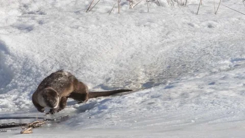 River otter in the wild Stock-Footage 150981991