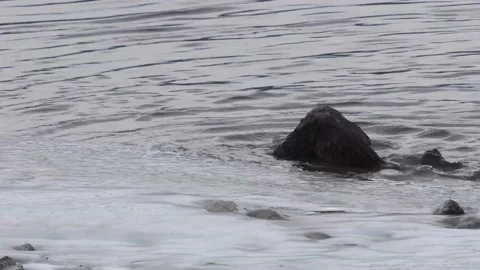 River otter in the wild Stock Footage 150981995