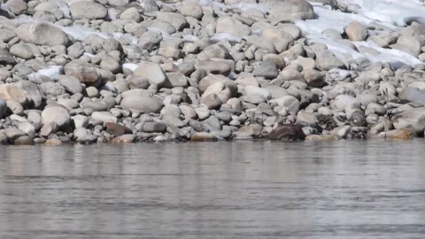 River otter in the wild Stock Footage 150981999