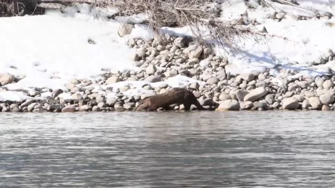 River otter in the wild Stock Footage 150982007