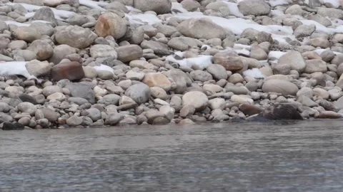 River otter in the wild Stock Footage 150982019