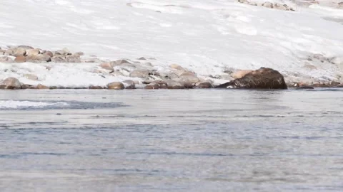 River otter in the wild Stockbeeldmateriaal 150982028