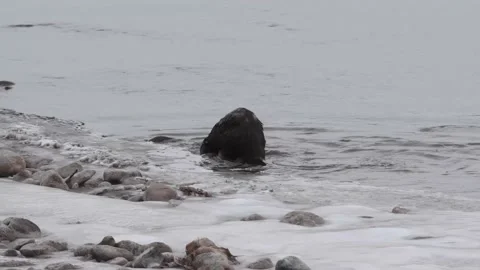 River otter in the wild Stock Footage 150982031