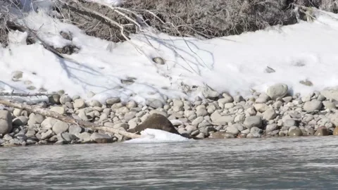 River otter in the wild Video stock 150982084