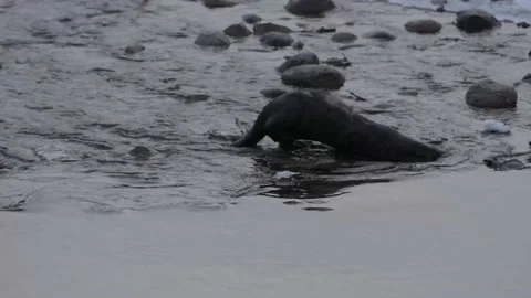 River otter in the wild Видео 150982104