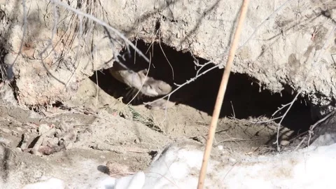 River otter in the wild Stock Footage 150982111