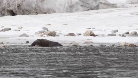 River otter in the wild Stock-Footage 150982114