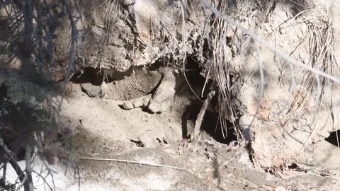 River otter in the wild Видео 150982128