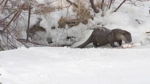 River otter in the wild Stock Footage 150982143