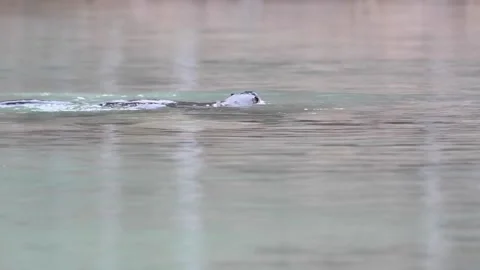 River otter in the wild 스톡 동영상 150982164