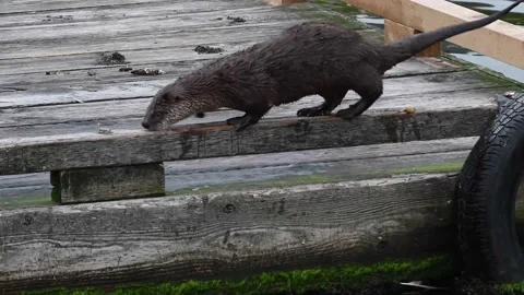 River otter in the wild Stock Footage 150982175