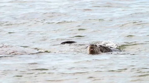 River otter in the wild 스톡 동영상 150982177