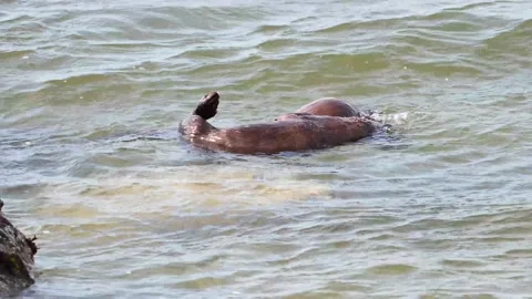 River otter in the wild Stock Footage 150982185