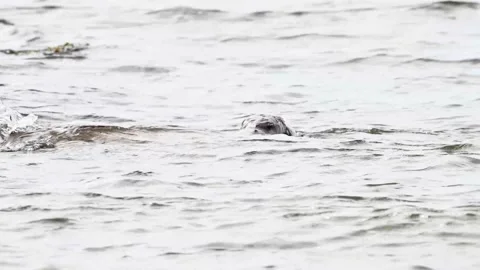 River otter in the wild Stock Footage 150982203