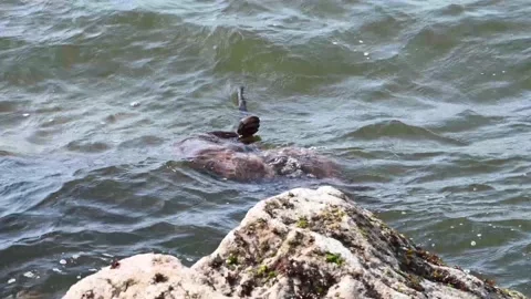 River otter in the wild Stock Footage 150982210