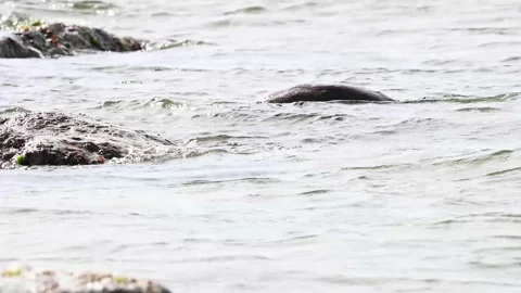 River otter in the wild Stock Footage 150982211